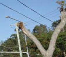pruning-matters-img1