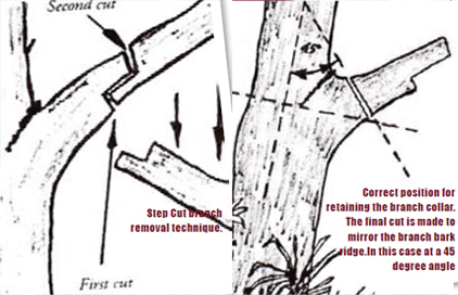 pruning-matters-img2
