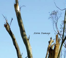 storm-damage-img