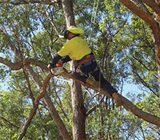 Best chainsaw for tree climbing deals